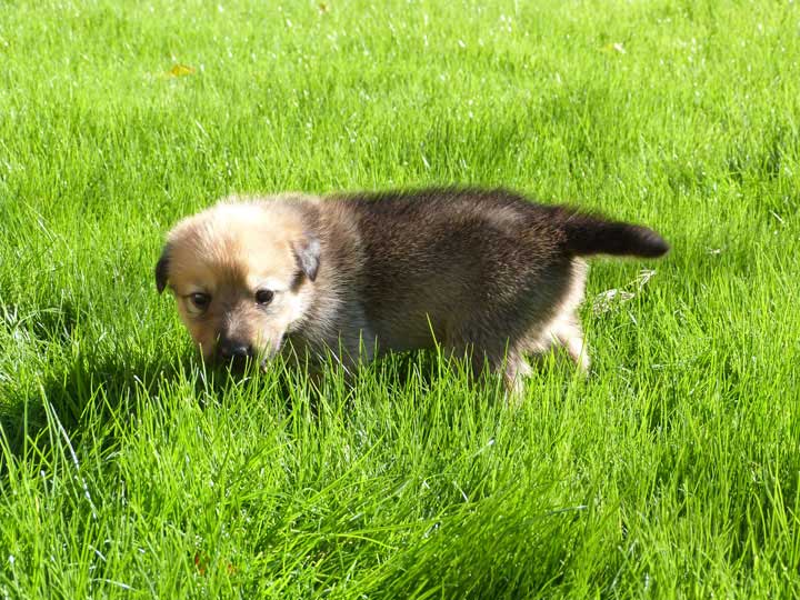 chinook dog